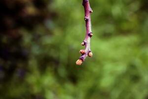 grenar med knoppar av staghorn sumak i tidigt vår i de trädgård. foto