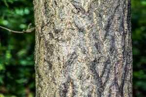 de mörk grå textur av de bark av de gingko biloba träd, också kallad de jungfru träd. foto