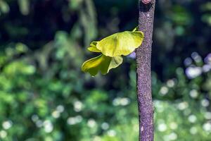 gingko träd eller gingko biloba eller gingko med ljus grön ny löv. foto