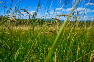 appalachian sommar fält foto