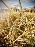 stänga upp av ris fält med blå himmel bakgrund. årgång stil. foto