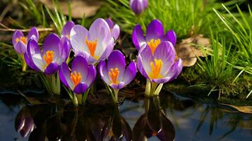 ai genererad vibrerande krokus blomma i våt gräs reflekterande skönhet foto