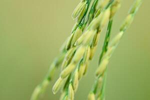 närbild av organisk ris växande i de fält och väntar för skörda. i de bondens komplott foto