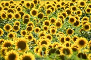 fält av blommande solrosor foto