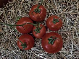 tomat utomhus i trädgården foto