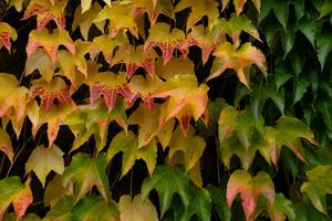 höst färger ljus rosa, gul, grön löv av jungfru vindruvor på vägg i falla. ljus färger av höst. parthenocissus tricuspidata eller boston murgröna ändring Färg i höst. natur mönster foto