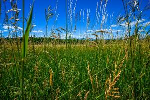 appalachian sommar fält foto