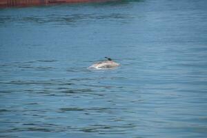 de kropp av en död- delfin simmar i de hav. död- delfin i de cimes bukt. foto