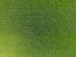 de vete fält är grön. ung vete på de fält. se från ovan. textural bakgrund av grön vete. grön gräs. foto