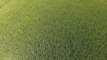 grön vete i de fält, topp se med en Drönare. textur av vete grön bakgrund. foto