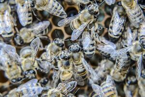 makro fotografera av bin. dansa av de honung bi. bin i en bi bikupa på honungskakor. foto