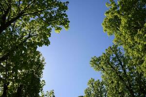 gränd av häst kastanjer mot de blå himmel. grön träd i de vår. klar himmel. foto