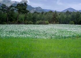 fält av vit vallmo i skog glänta. foto