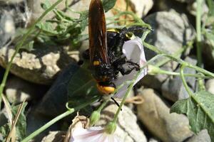 megascolia maculata. de mammut geting. foto