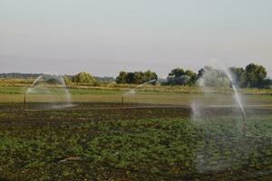 bevattning systemet i fält av meloner. vattning de fält. sprinkler foto