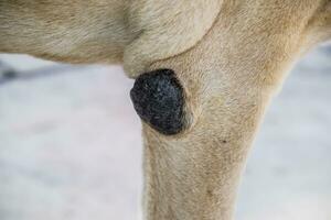 majs på de armbåge av en hund. hund sjukdomar, kallus på lemmar av en hund. foto