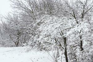 snö på de träd grenar. vinter- se av träd täckt med snö. de Allvarlighetsgrad av de grenar under de snö. snöfall i natur foto