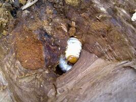 larv av en bark skalbagge i en rutten stubbe. foto