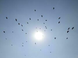 silhuett av en flock av koltrast flygande genom en overkligt kväll himmel med en eldig Sol foto