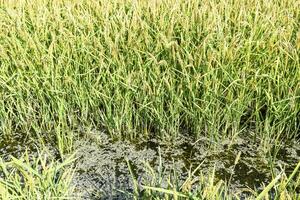 fält av ris i de ris paddies foto