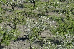 blomning äpple fruktträdgård. vuxen träd blomma i de äpple fruktträdgård. frukt trädgård foto