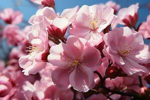 ai genererad en delikat ode till körsbär blomma kortlivad skönhet, gå grön bilder foto