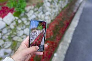 en smartphone skytte staplade upp röd löv i de smal ränna i höst foto