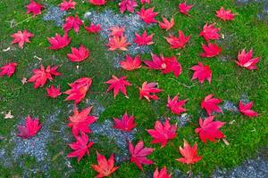 röd löv på de jord på de parkera i kyoto i höst närbild foto