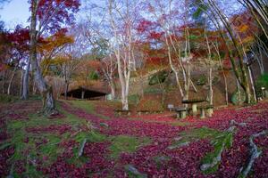 röd löv på kasagiyama momiji parkera i kyoto i höst fisk öga skott foto