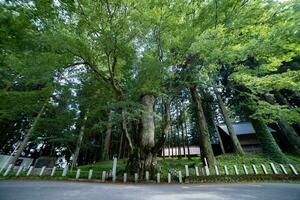 en japansk zelkova träd i främre av de helgedom på de landsbygden bred skott foto