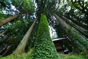 en skön lång ceder träd på de landsbygden i japan låg vinkel foto