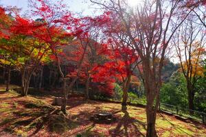 röd löv på kasagiyama momiji parkera i kyoto i höst foto