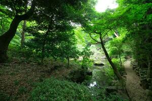 en japansk trädgård damm på tonogayato trädgård i sommar solig dag foto