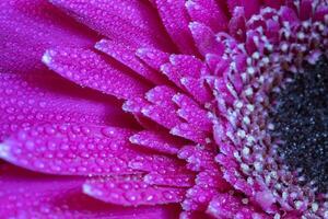 en stänga se av en skön röd gerbera blomma med dagg. natur bakgrund foto