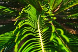 sago handflatan löv i fokus. cycas revoluta löv. foto