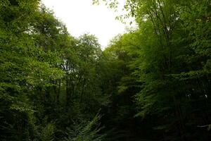 frodig skog se. kol netto noll eller avkolning begrepp Foto