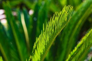 sago handflatan löv i fokus. cycas revolutera eller japanska cykad foto