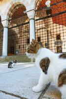 herrelös katter i de trädgård av en moskén. turkiska kultur bakgrund Foto