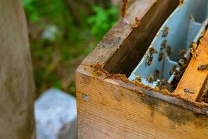 rå bi lim eller propolis på de trä- bikupa i fokus foto