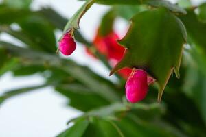 jul kaktus blomma knopp i fokus foto