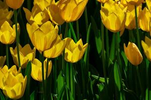 vår blommor bakgrund Foto. gul tulpaner i full ram se foto