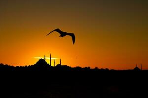 istanbul se på solnedgång. suleymaniye moské och fiskmås. foto