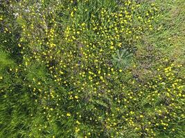 topp se av en blomma clearing i de trädgård. maskrosor är gul blommor och Övrig blommor foto