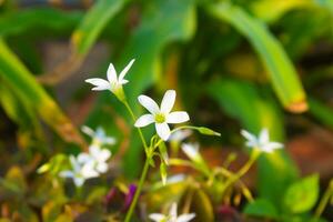 två vit jasmin blommor i de grön trädgård foto