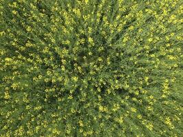 fält av blommande våldta. topp se från de Drönare. våldta, en syderat växt med gul blommor. fält med sidor foto