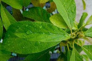 grön avokado löv med vatten droppar foto