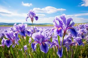 ai genererad vibrerande iris blommor stretching mot de himmel i vår foto