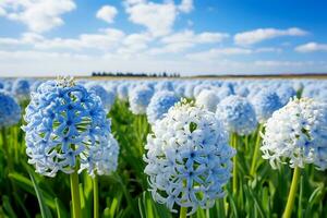 ai genererad blå och vit hyacinter smyckande de vår fält foto