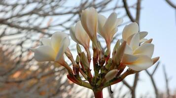 stänga upp vit ung plumeria blommor foto