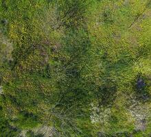 topp se av en blomma clearing i de trädgård. maskrosor är gul blommor och Övrig blommor foto